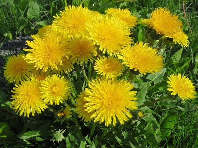 dandelions 