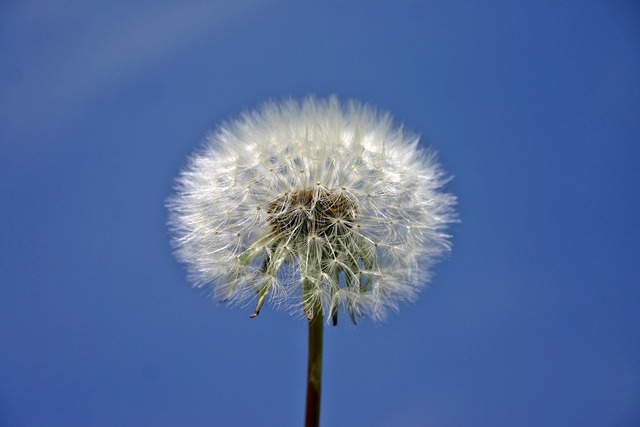 dandelions